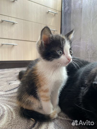 Счастье в дом