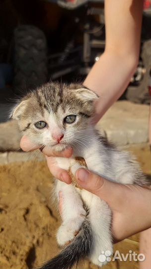 Котята отдам в хорошие руки