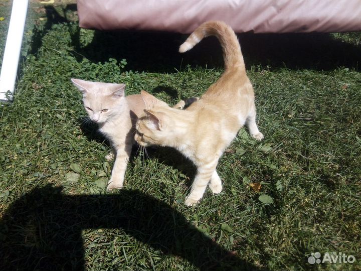 Кот 6 месяцев