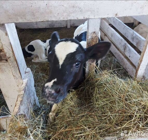 Б бычки холмогоры абердины сименталы