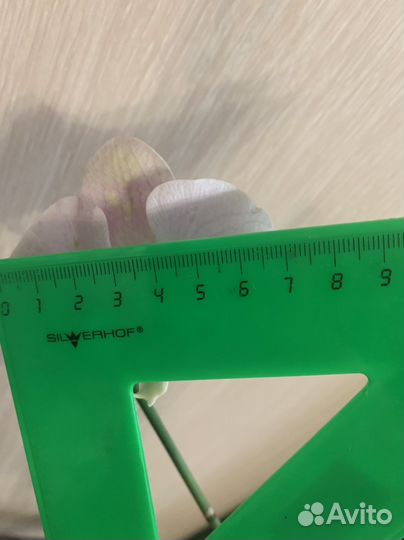 Орхидея фаленопсис