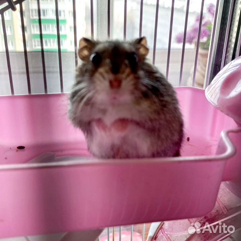 Джунгарский хомяк белый