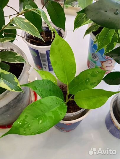 Фикус бенджамина