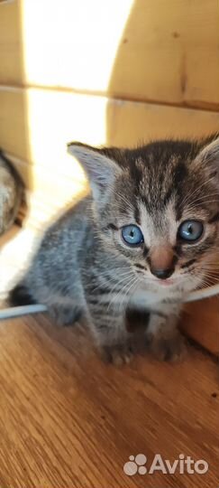 Кошка в дар