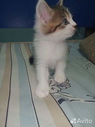 Котенок в добрые руки