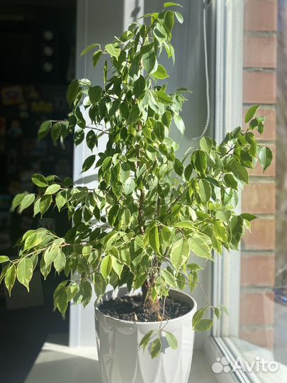 Фикус бенджамина