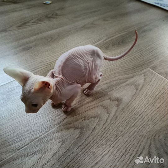 Котенок канадского сфинкса