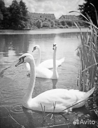 Архивные фото Калининград 18 797