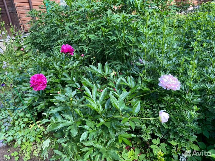 Пионы саженцы