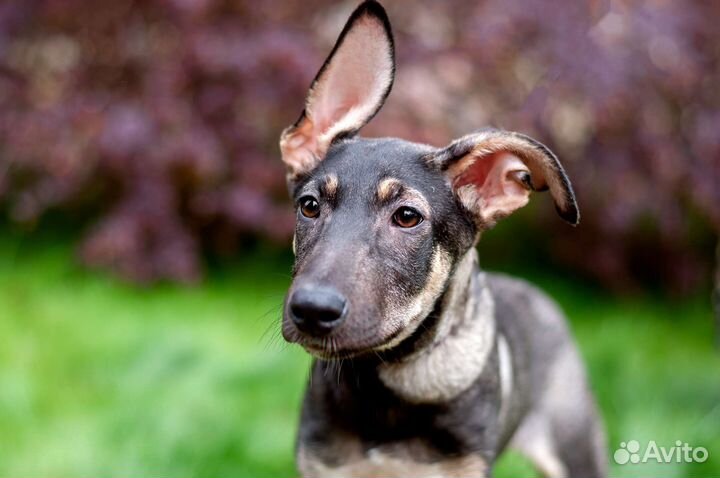 Джес в добрые руки