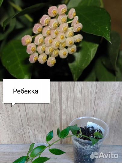 Хойя сортовая