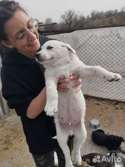 Щенки в поиске дома