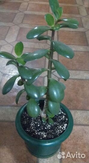 Комнатные растения