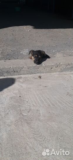 Щеночек в добрые ручки