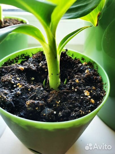 Банан растение