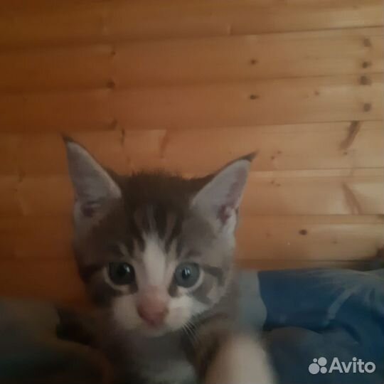 Котята в добрые руки бесплатно