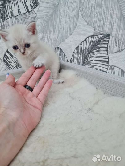 Кошки шотландцы