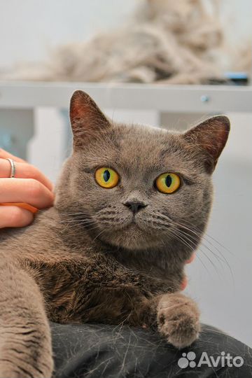 Подстричь собаку или кошку, вычесать, груминг