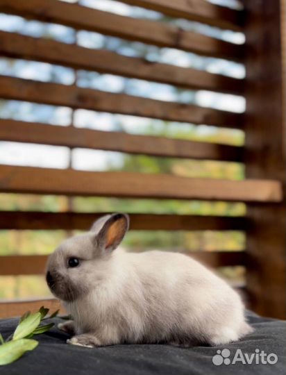 Самые Милые и Красивые Карликовые Кролики Привитые