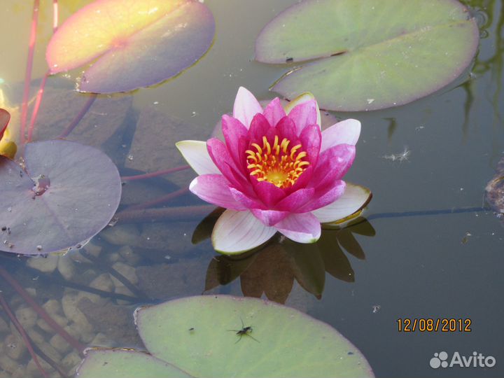 Продам садовые растения