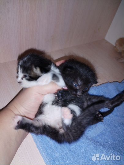 Котенок в дар