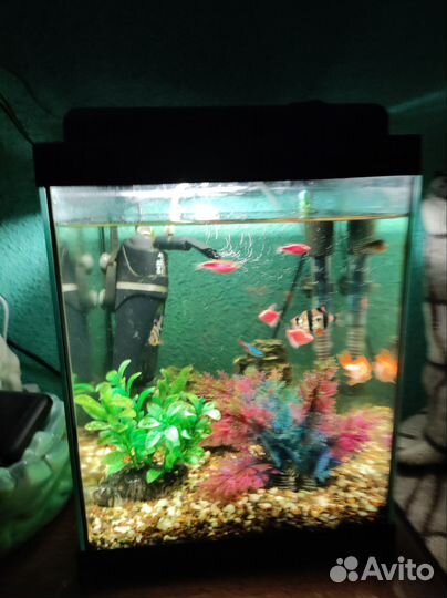 Аквариум