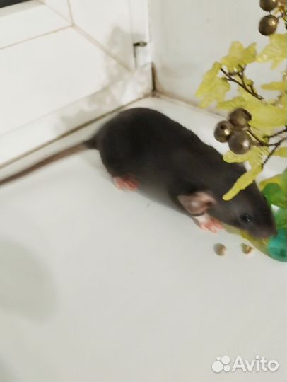 Крысочки девочки