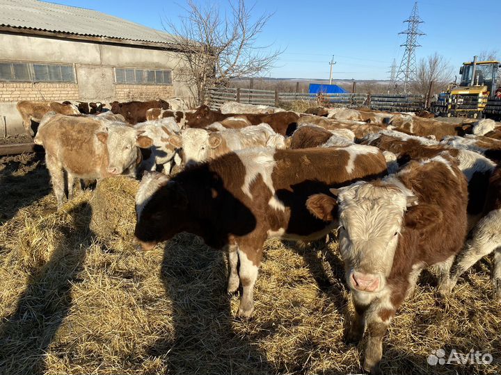 Продам телят