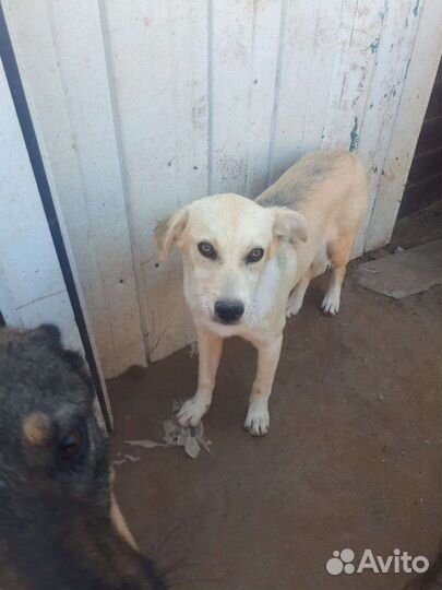 Щенок в добрые руки