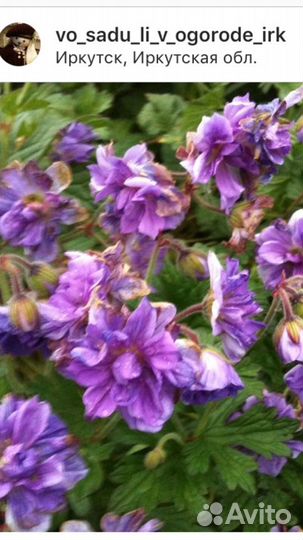 Многолетнее растение для сада -герань Бирч Дабл