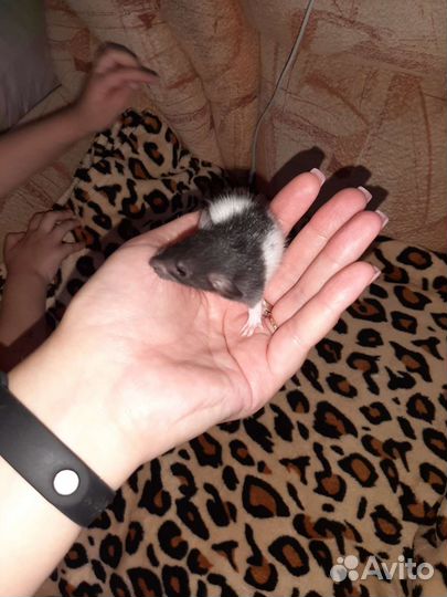 Крысята дамбо