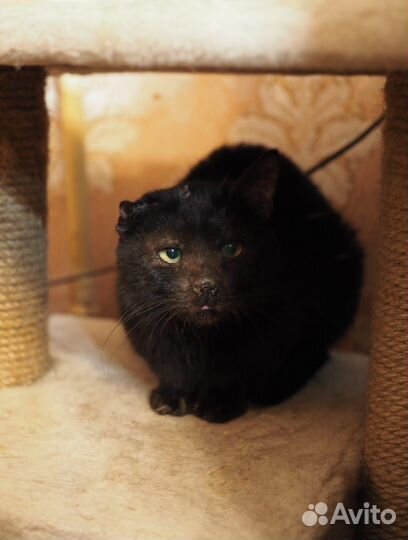 Кот в добрые руки бесплатно