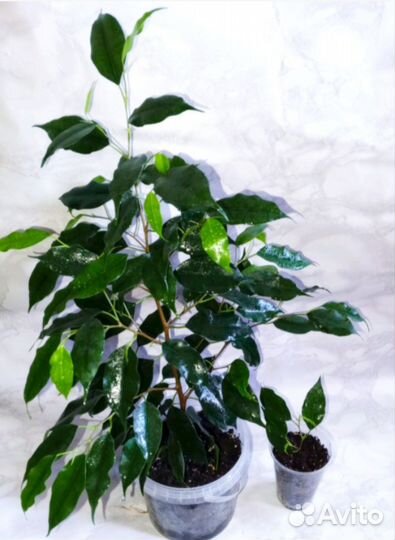 Фикус Бенджамина