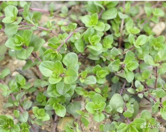 Рассада чабрец, тимьян