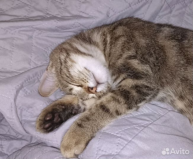 Котёнок мальчик в добрые руки