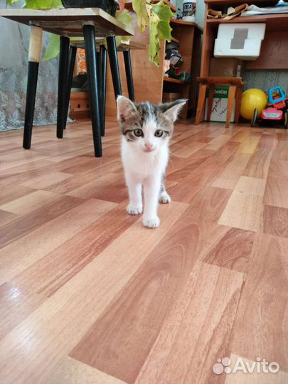 Котята в добрые руки приучены к лотку