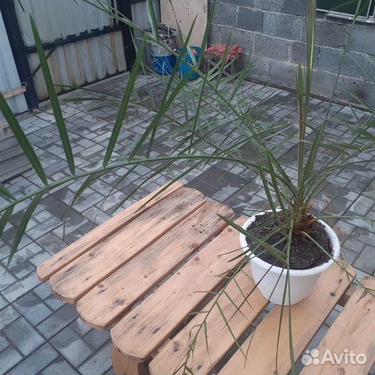 Финиковая пальма