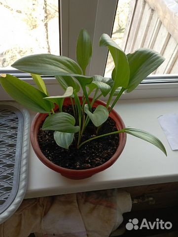 Комнатные растения цветы