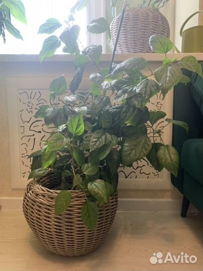 Роза комнатная, алоэ