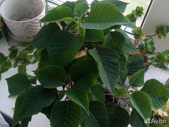 Комнатные растения