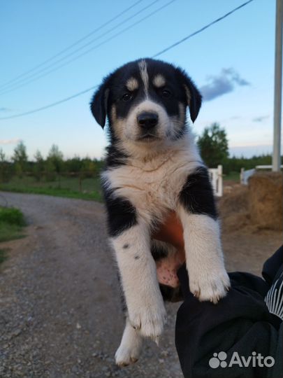 Собака в добрые руки щенок мальчик