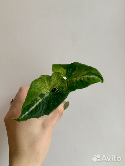 Сингониум яичница