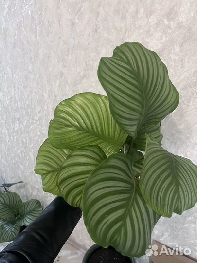 Калатея орбифолия