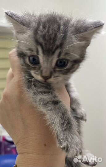 Европейская кошка