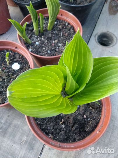 Хоста, ирисы