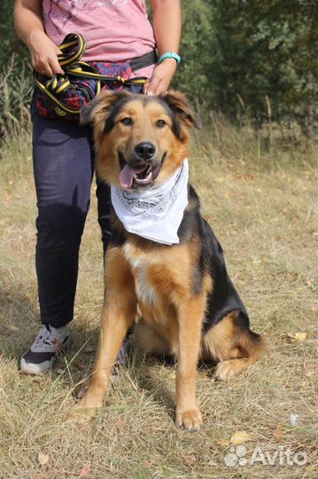 Золотой пес в добрые руки