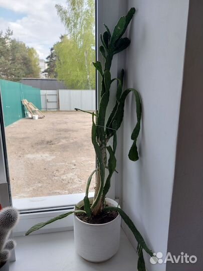 Суккулент и кактуссы