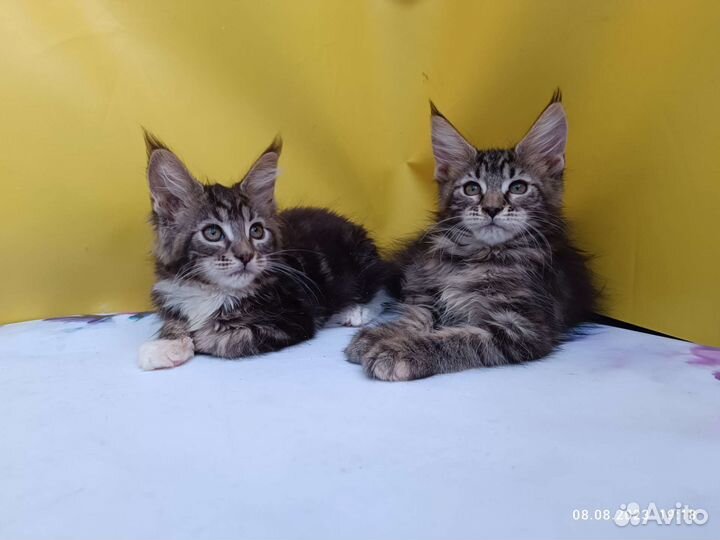 Мейн.кун разные окрасы от чемпионов