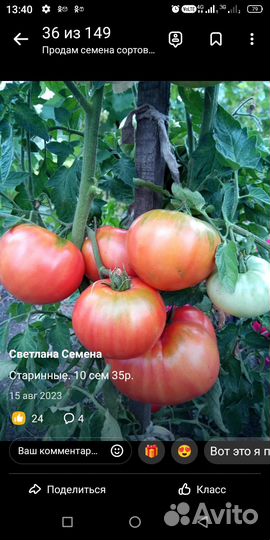 Семена коллекционных сортов томатов