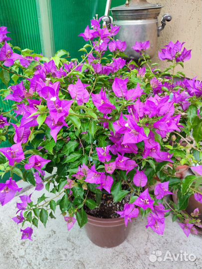 Бугенвиллия